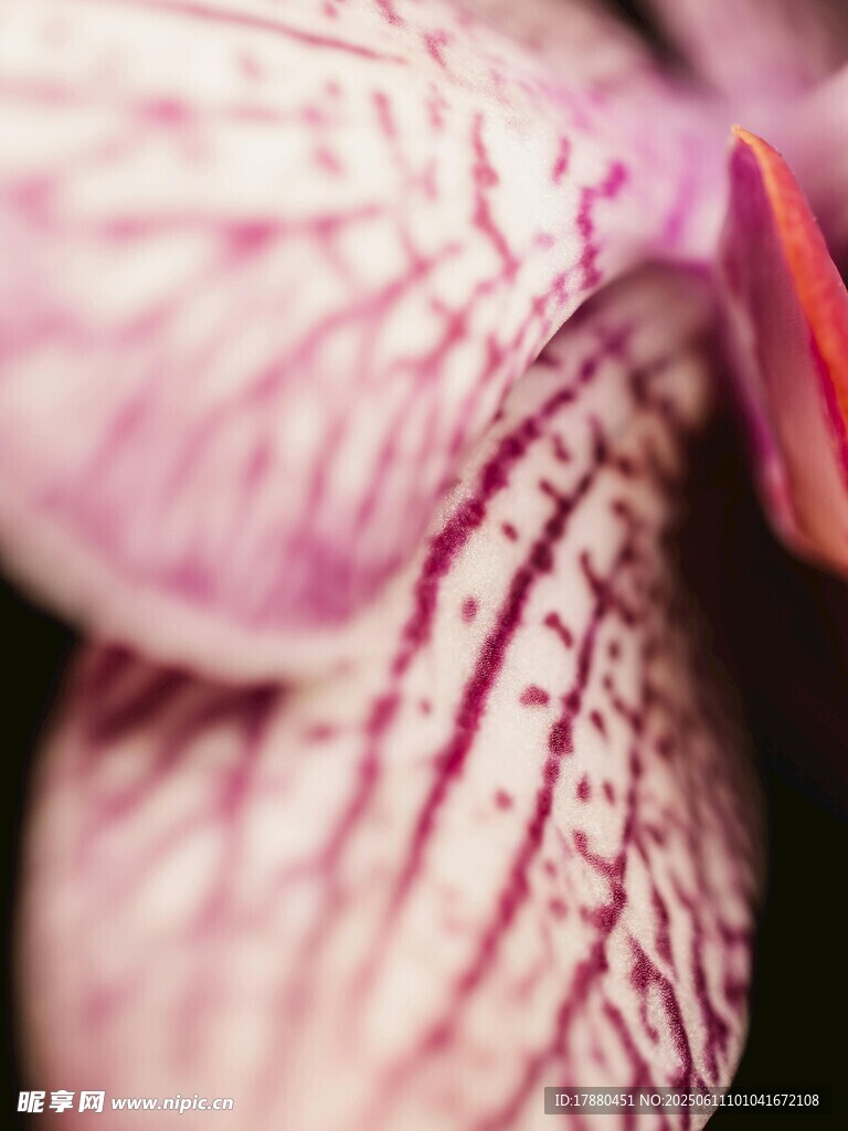 兰花