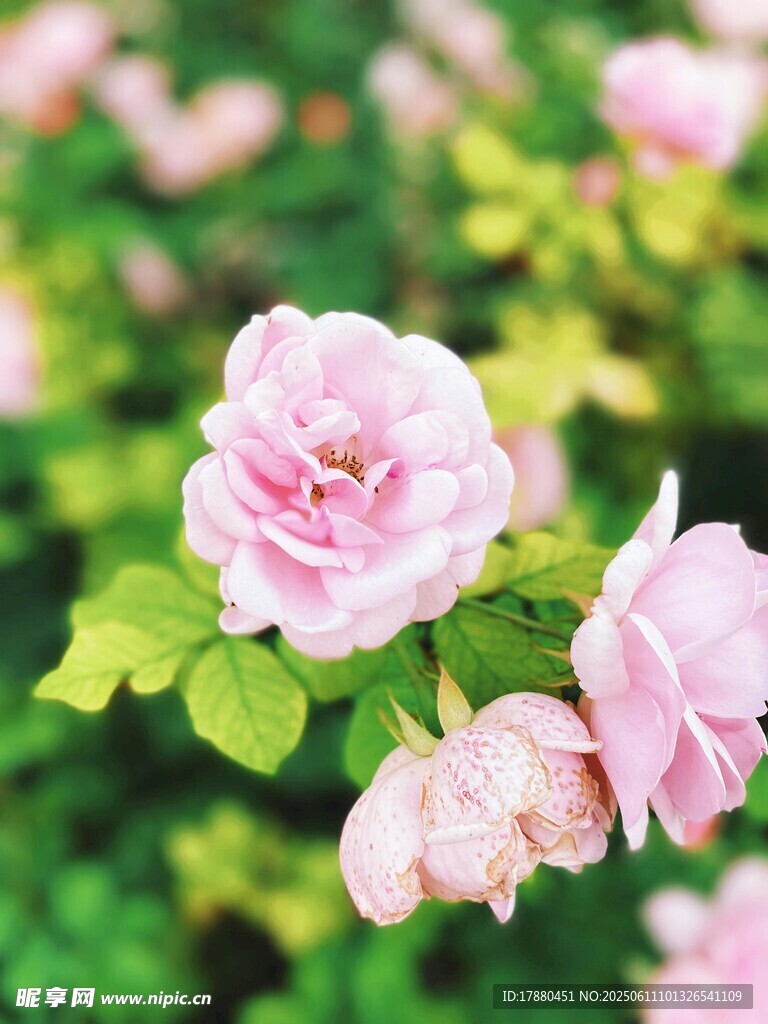 月季花
