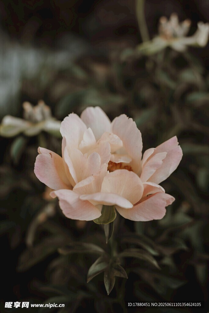 芍药