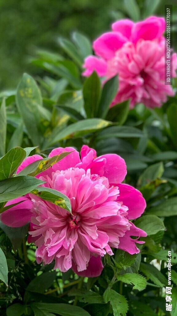 芍药