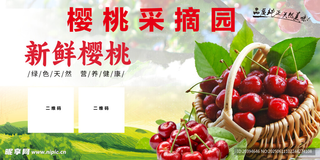 樱桃采摘园 新鲜美味等你尝