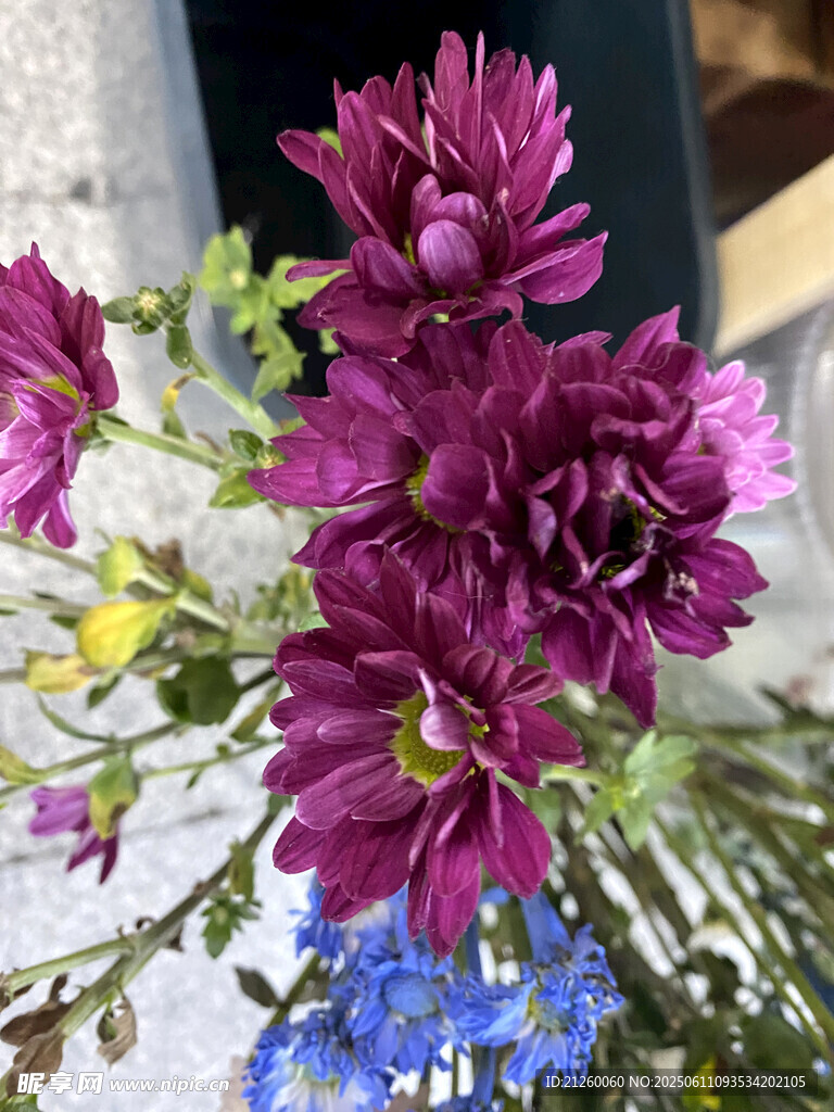 紫色菊花