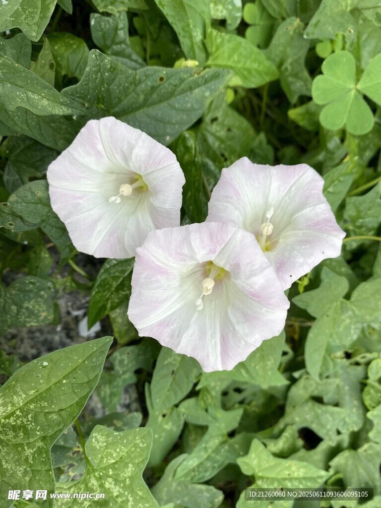 三朵白色牵牛花