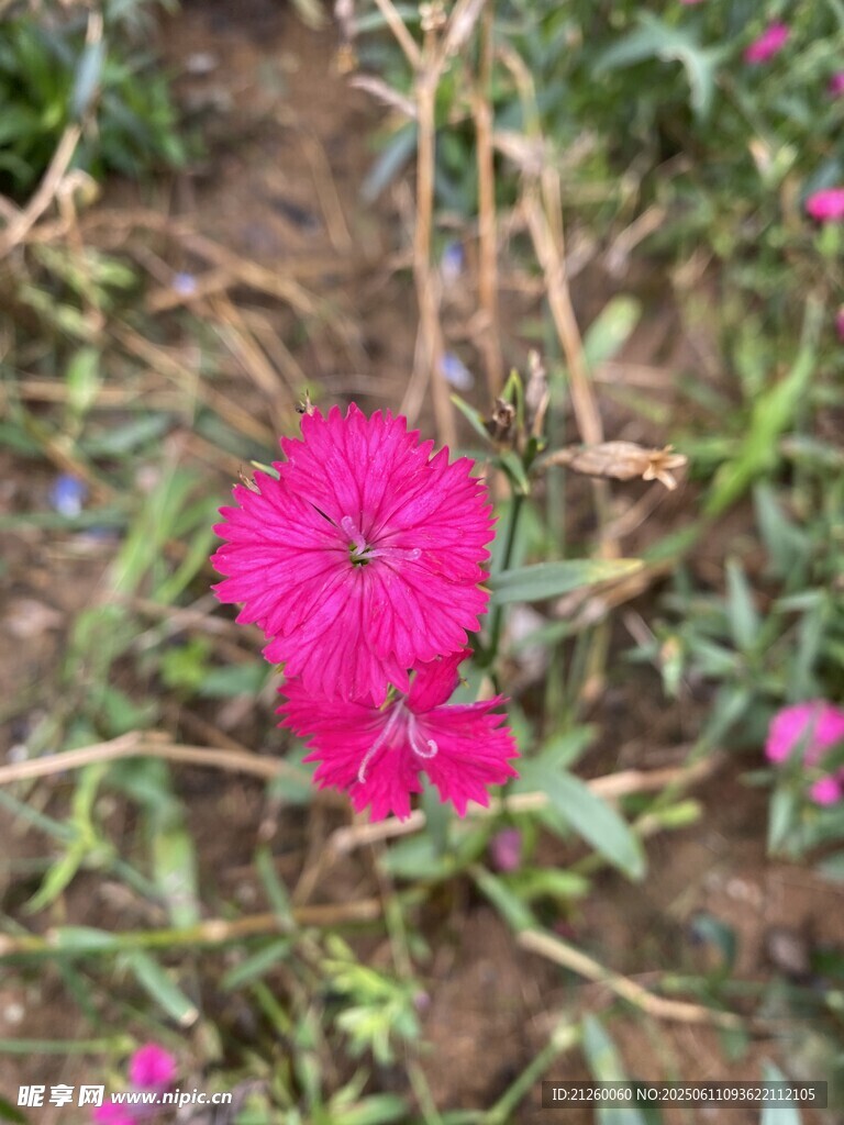 石竹花