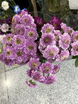 杭菊