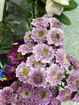 杭菊花