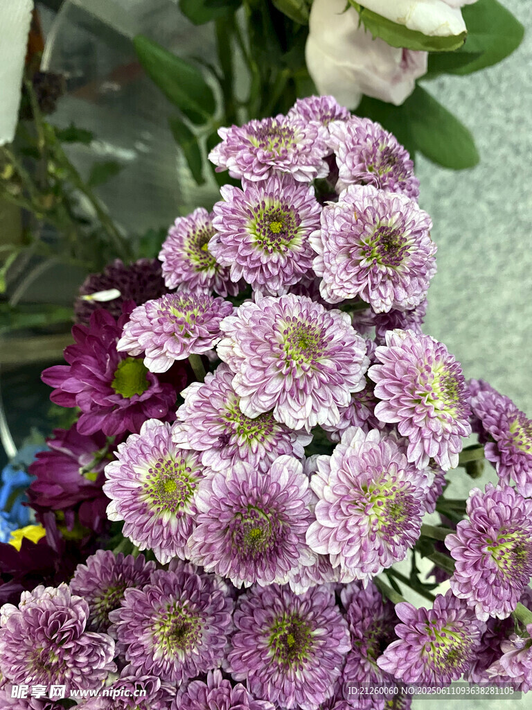 杭菊花
