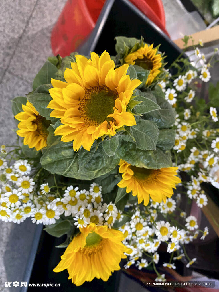 向日葵与雏菊