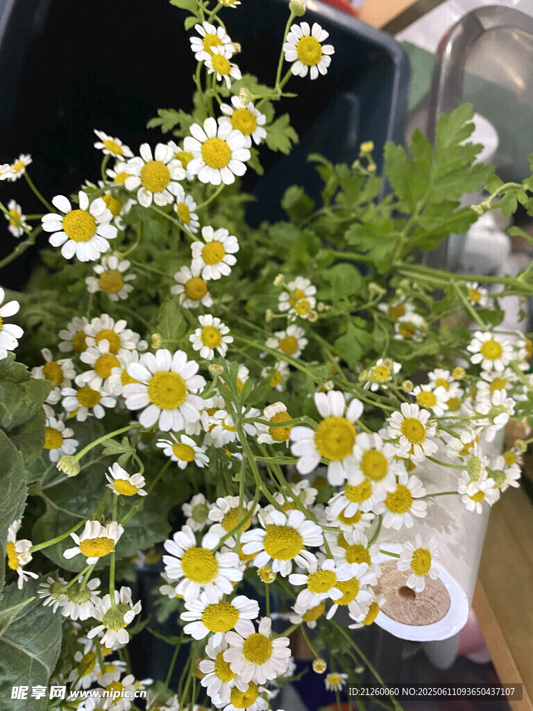 雏菊