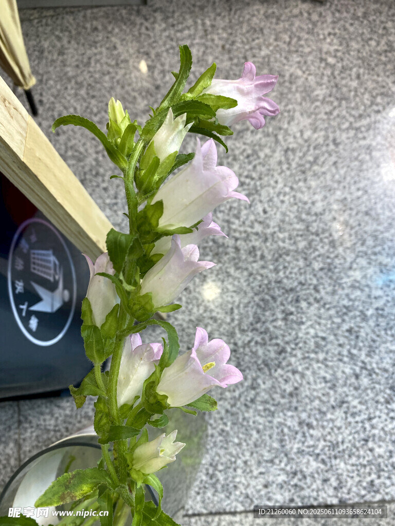 风铃草