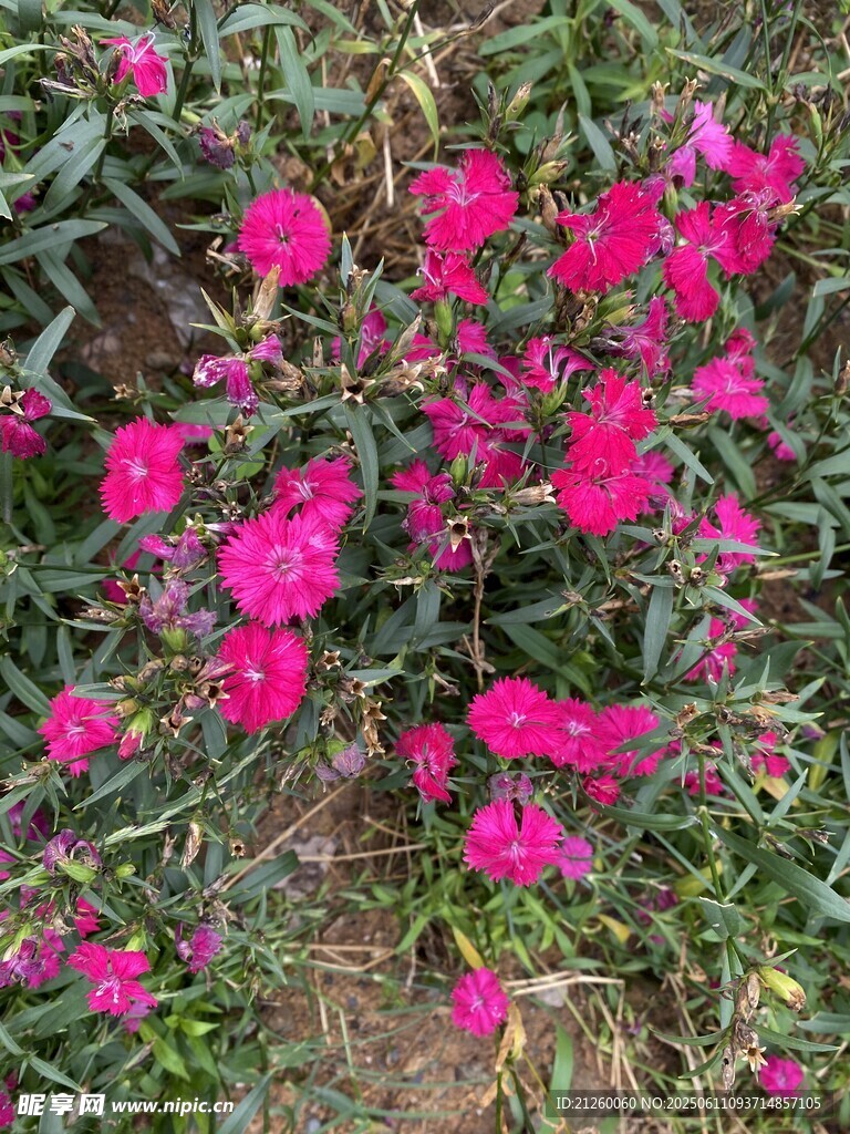 石竹花