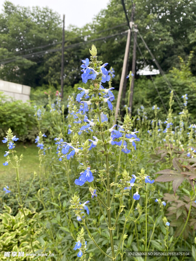 天蓝鼠尾草