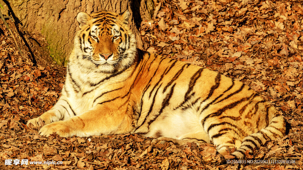 卧于枯叶上的斑斓猛虎