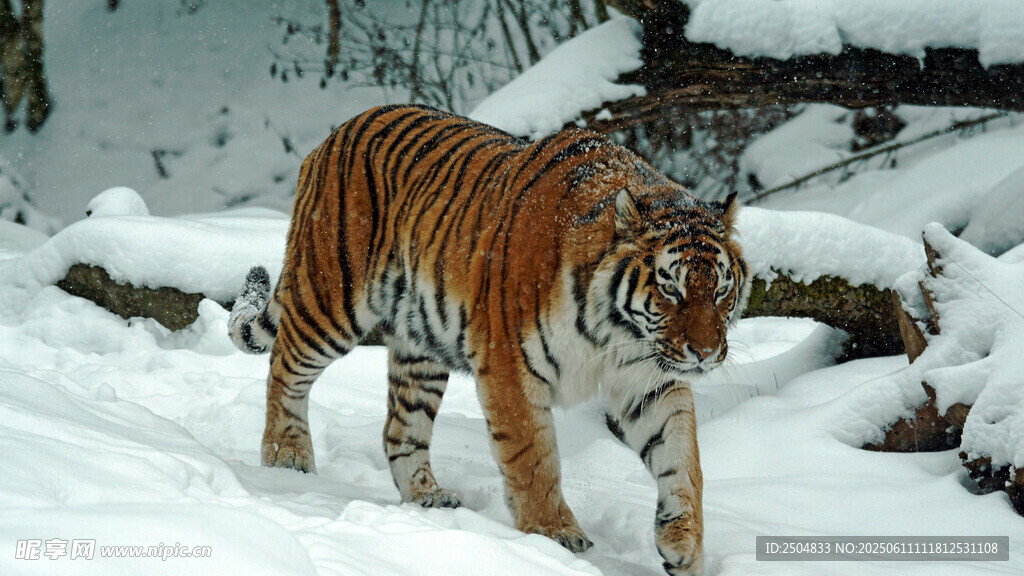 雪地中的斑斓猛虎
