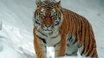 雪地中的斑斓猛虎