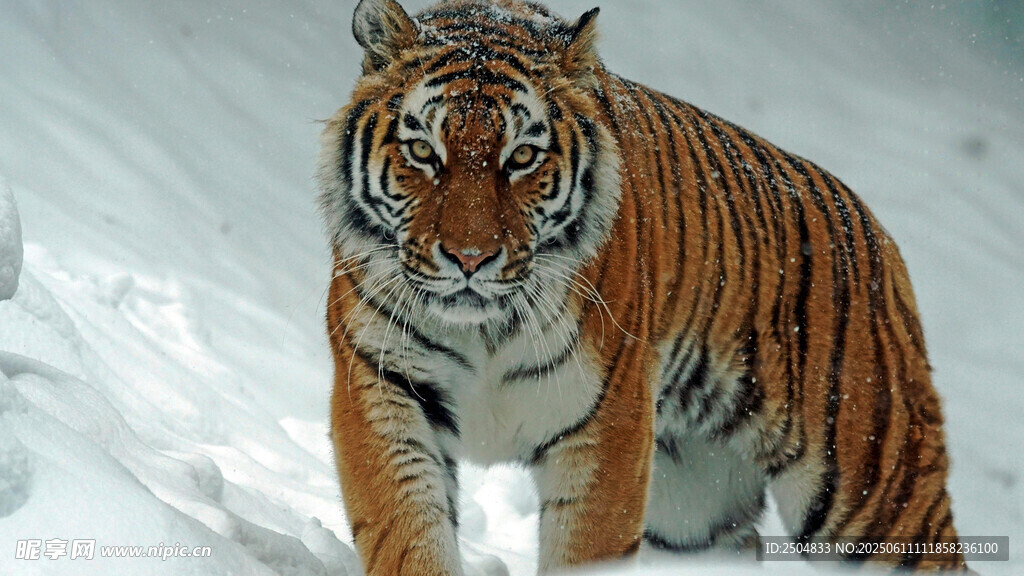 雪地中的斑斓猛虎
