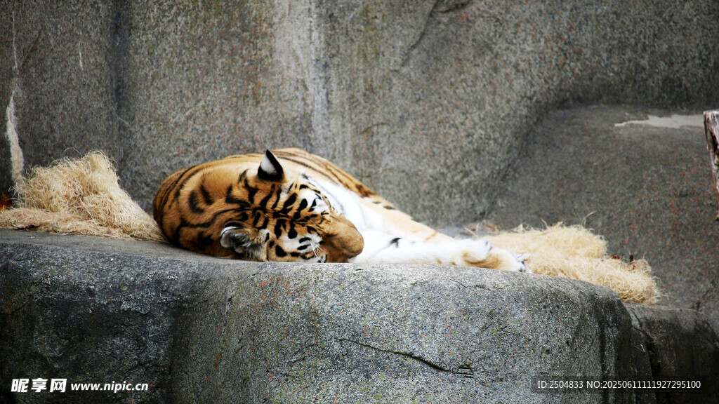 卧眠的老虎