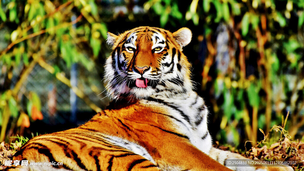 林中休憩的斑斓猛虎