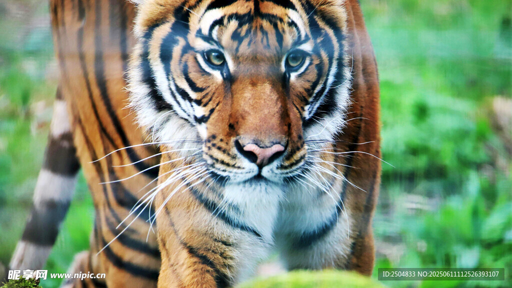 丛林中的斑斓猛虎