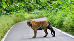 公路上独行的斑斓猛虎