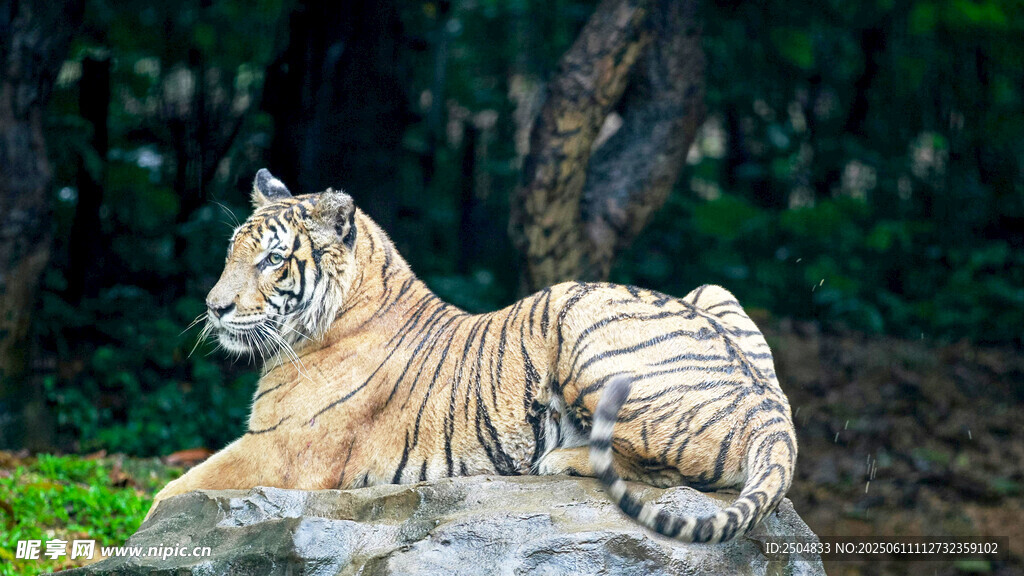 石上休憩的斑斓猛虎