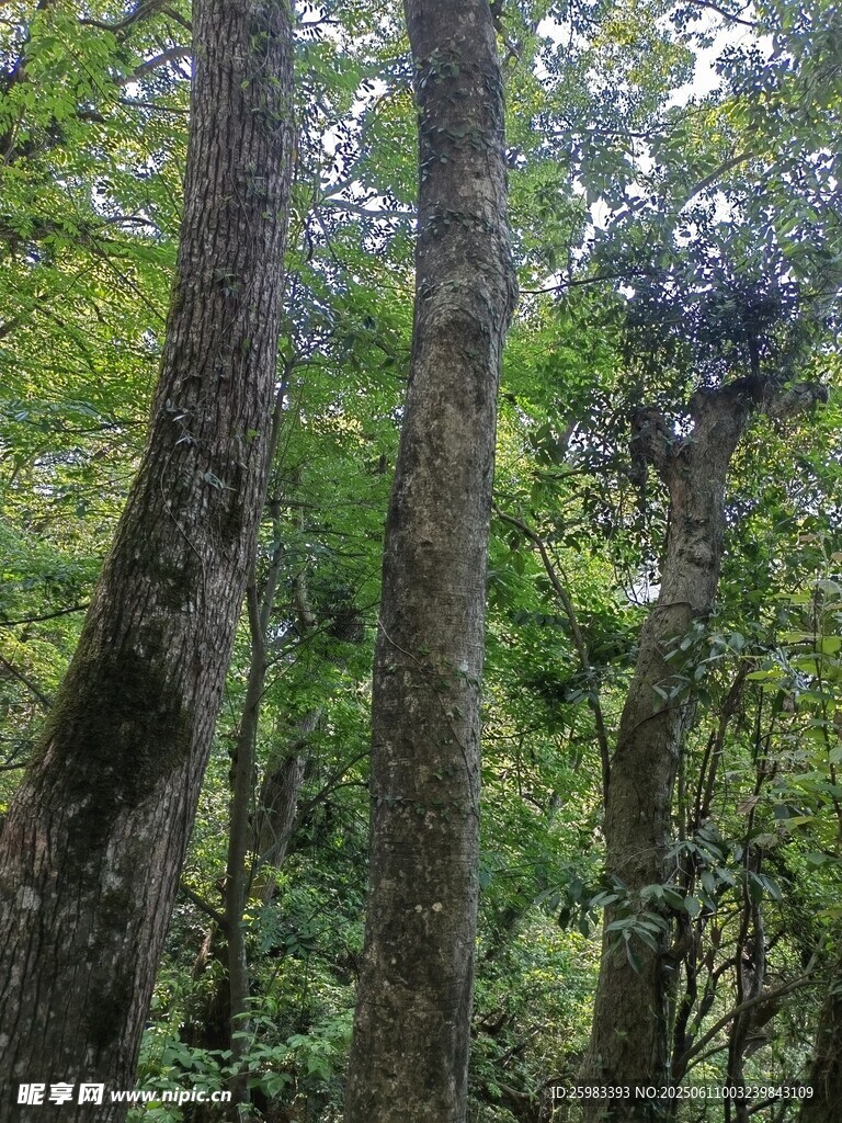 大树