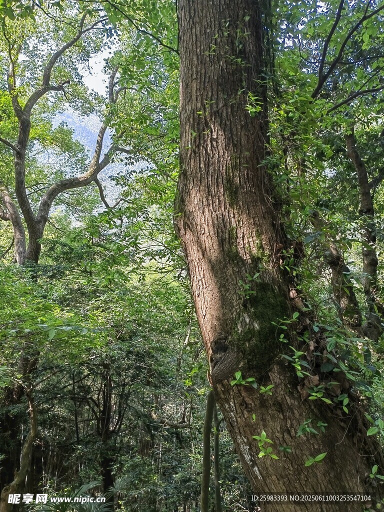 大树