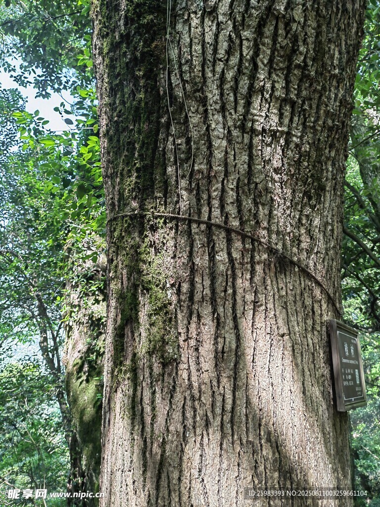大树