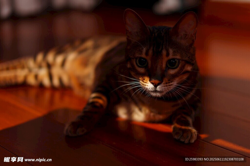 猫