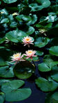 莲花