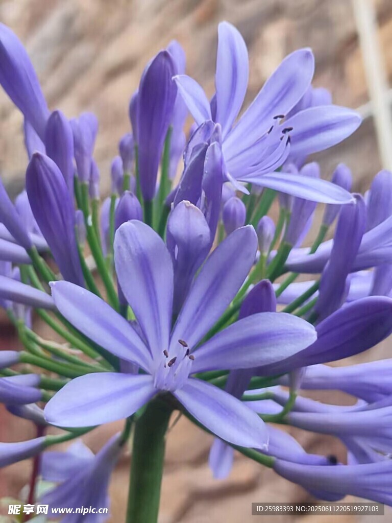 百子莲