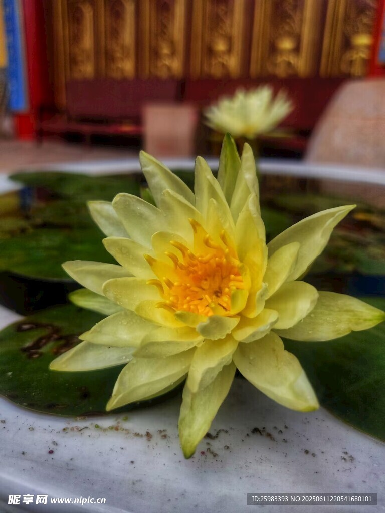 睡莲