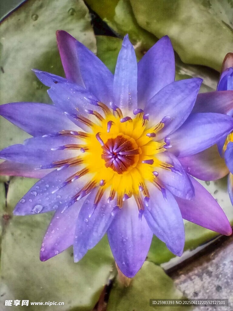 睡莲