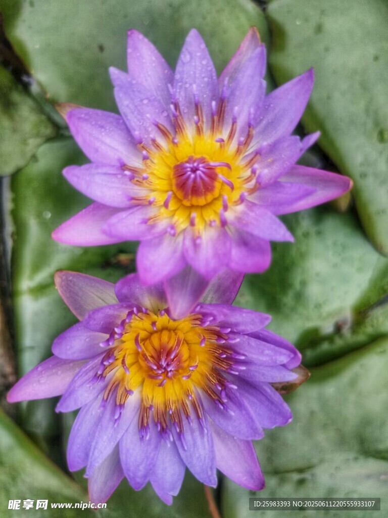 睡莲