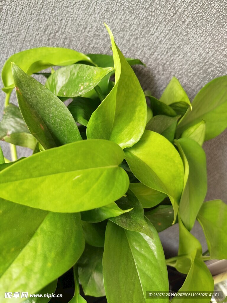 翠绿绿萝叶片特写