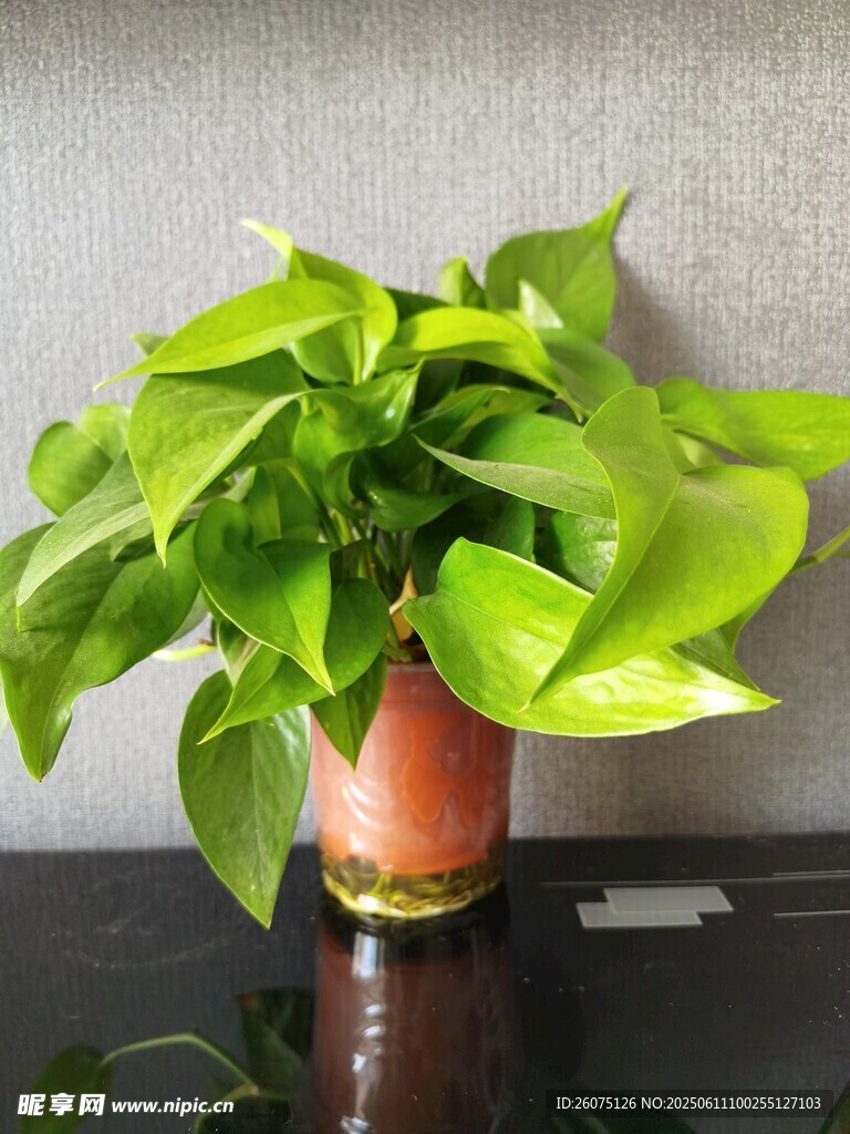 翠绿绿萝置于古朴花盆中