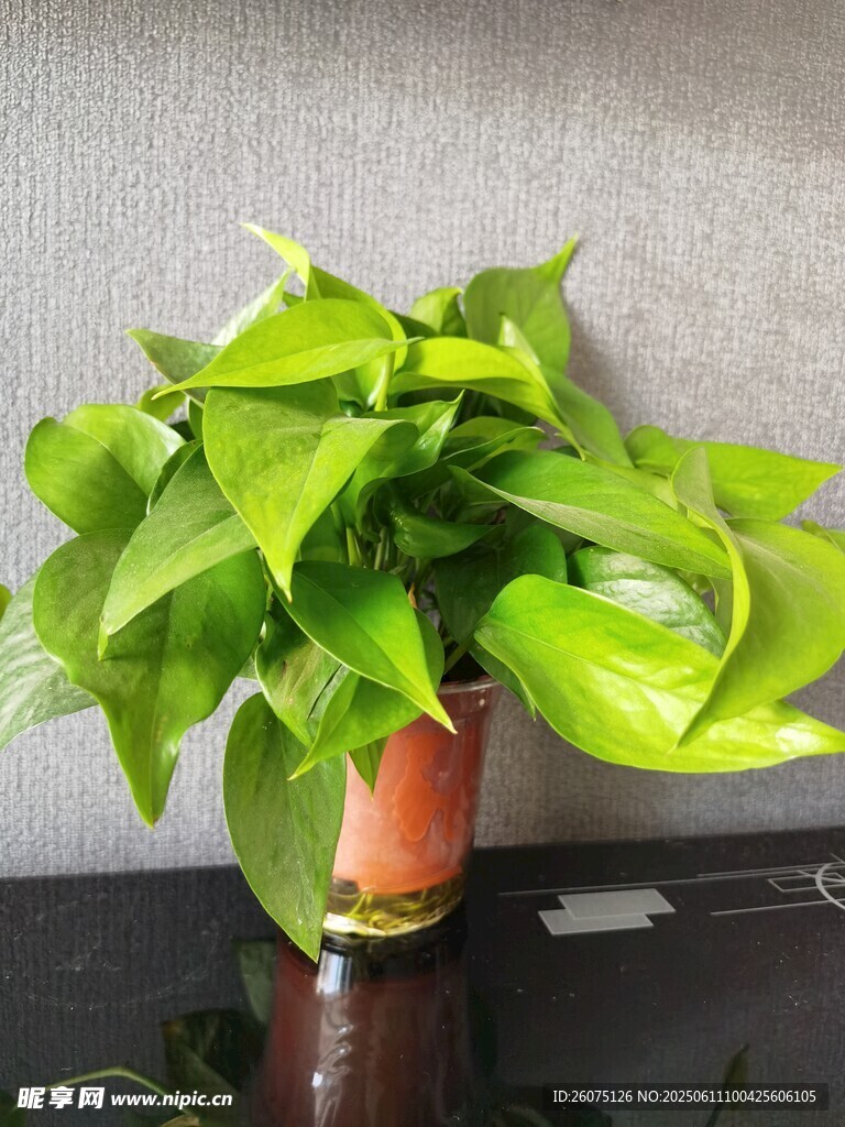 翠绿绿萝置于古朴花器中