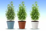 盆栽植物素材