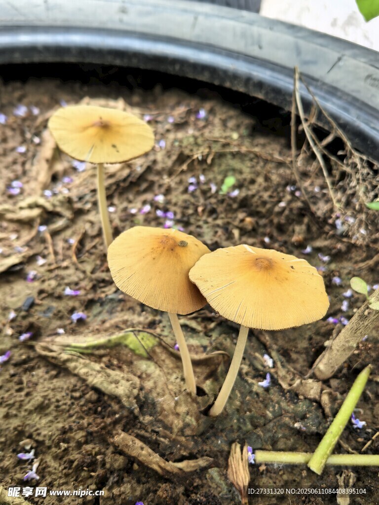 盆栽中的黄色小蘑菇