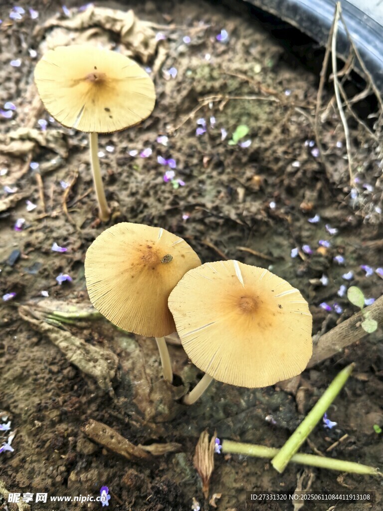 地面上的三朵黄色小蘑菇