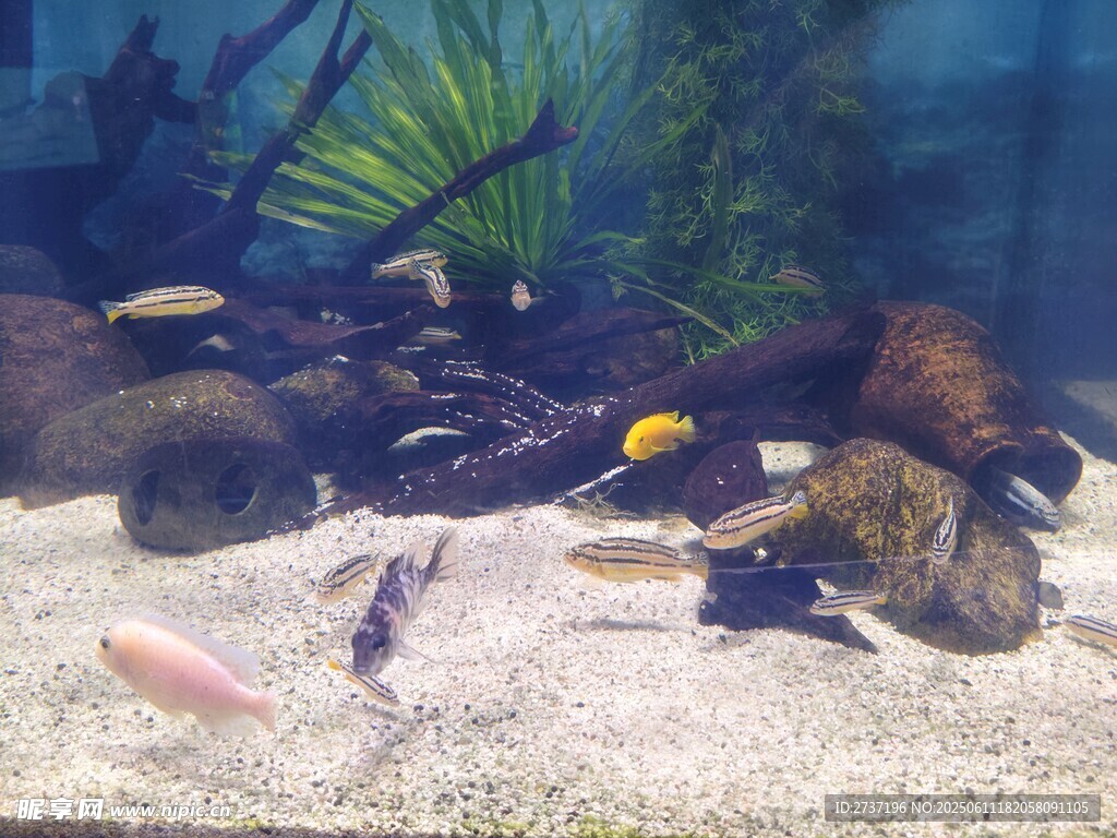 水族箱