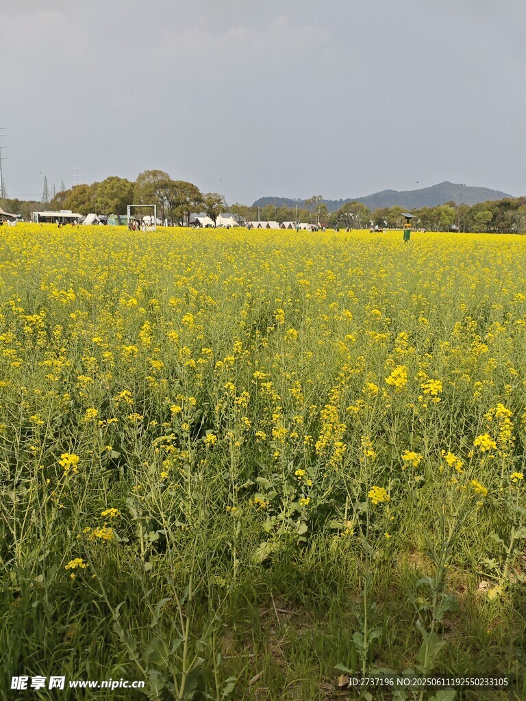 油菜花