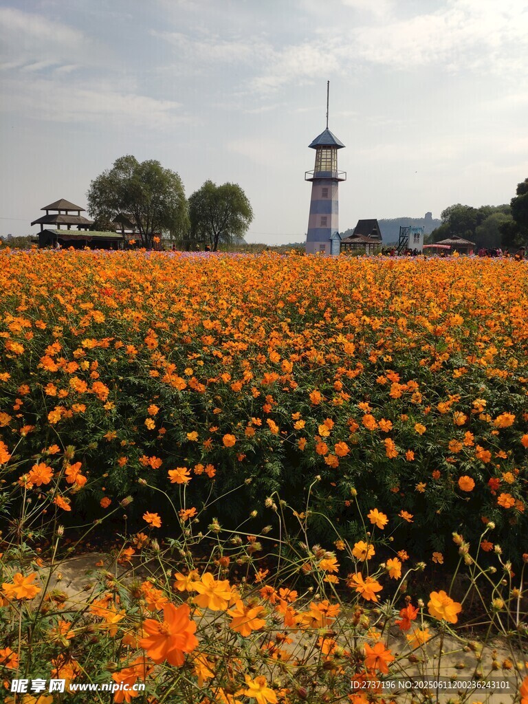 花海