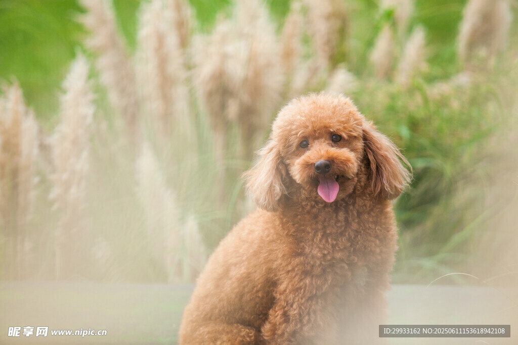 棕色泰迪犬户外可爱模样