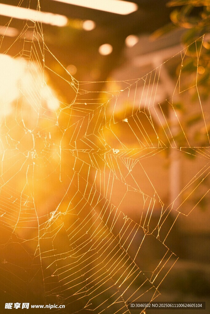 阳光透过树叶的梦幻光影