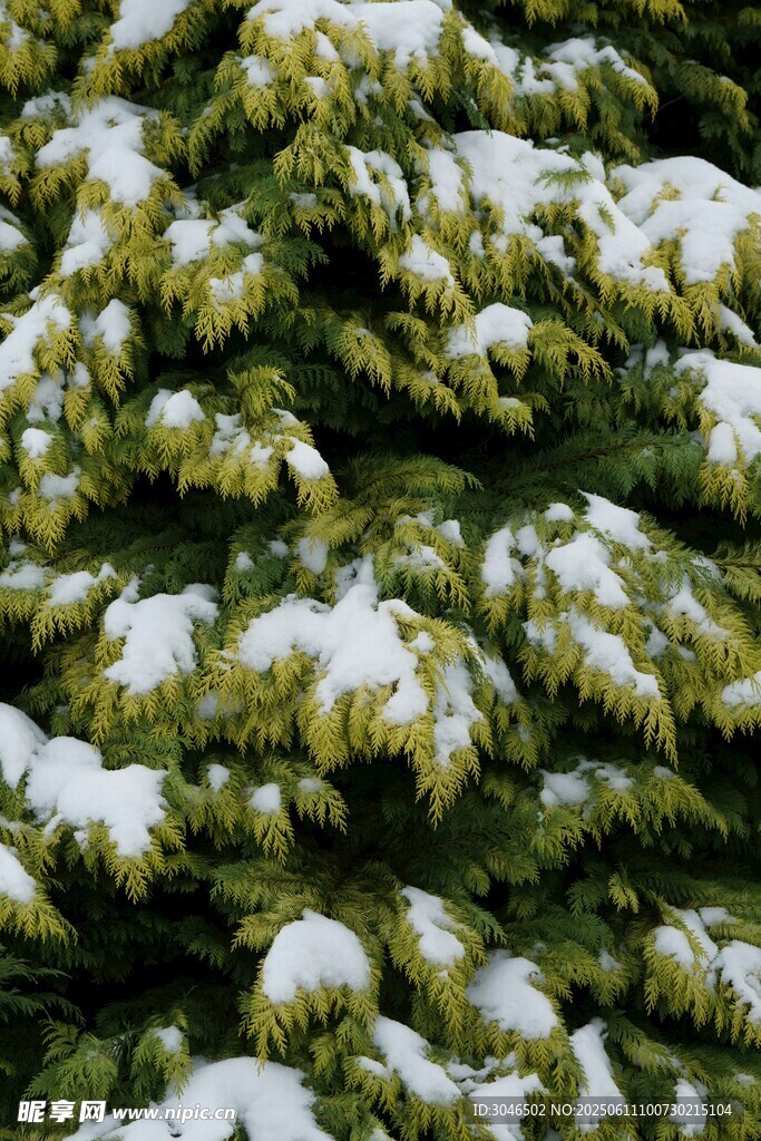 雪覆松枝的冬日美景