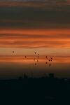 夕阳下飞鸟剪影