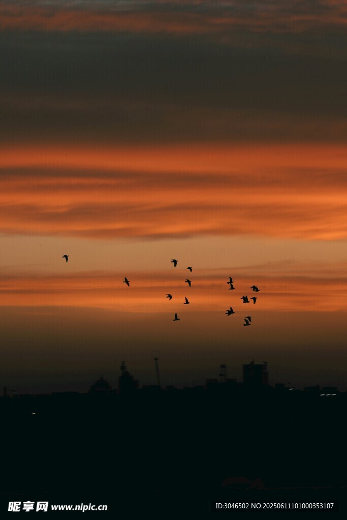 夕阳下飞鸟剪影