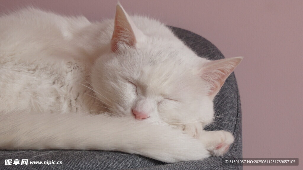 酣睡的白毛猫咪