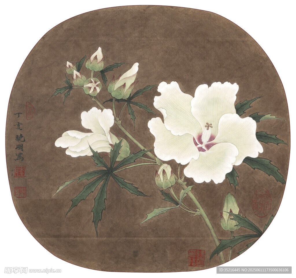 圆形白槿花国画